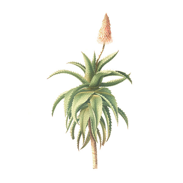Aloe_vera aloe vera
