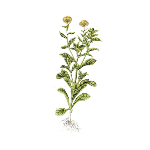 Calendula calendula
