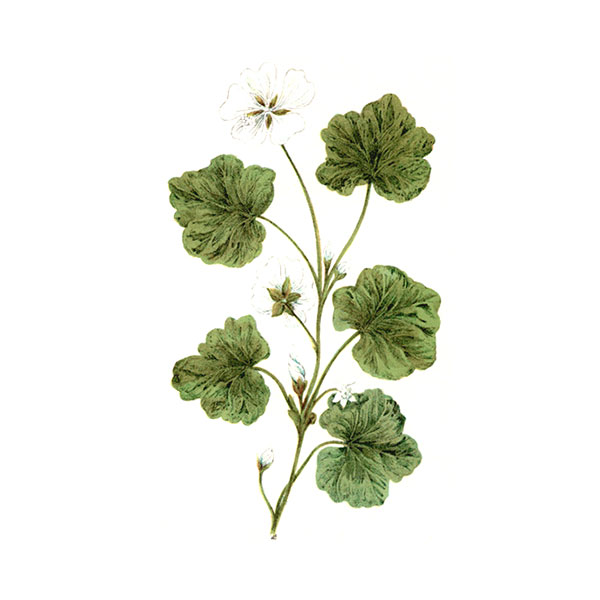 Malva malva