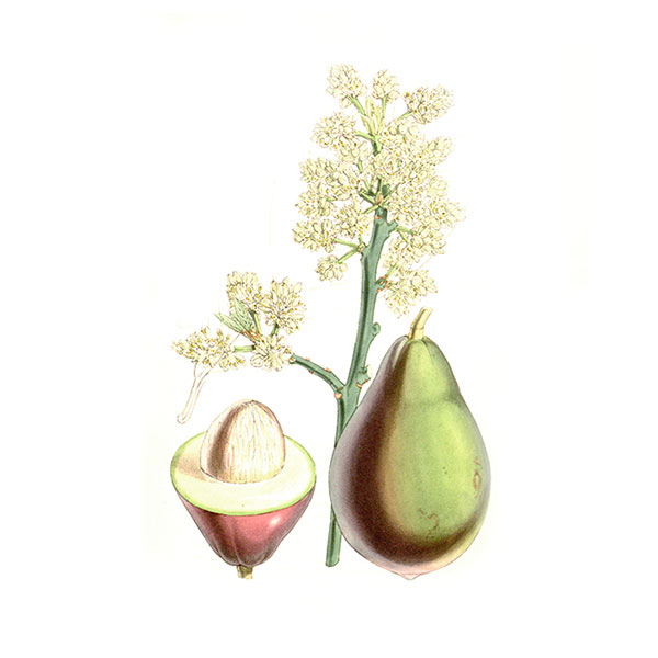 avocado avocado
